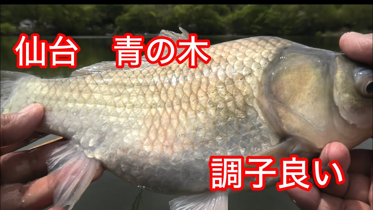 へら鮒釣り　仙台青の木　新緑の中　調子良く釣れている、去年のリベンジ　型も良いようだ