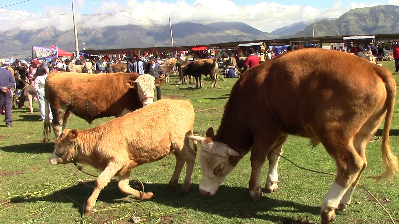 PERU Feria Ganadera de Inquilpata ANTA Cusco 2026.