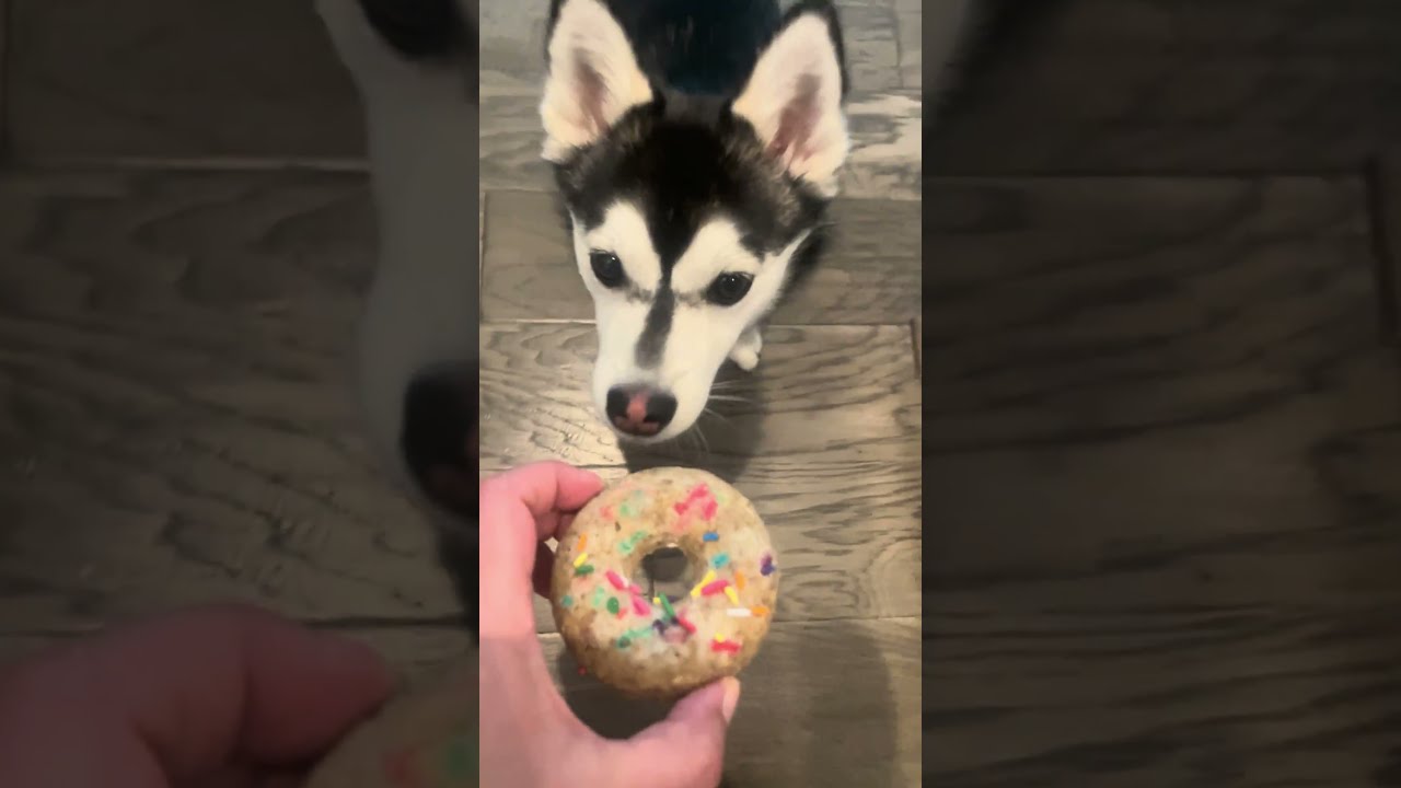 Doggie donuts for breakfast!  #pomsky #pomskylife #doglover #animals #dogs  #asmr