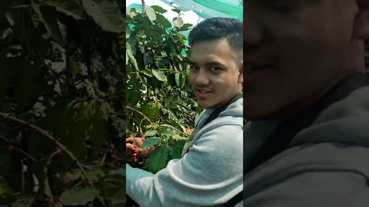 Nepali Coffee Farming #nepalicoffee