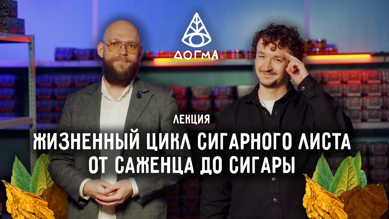 Жизненный цикл сигарного листа: от саженца до сигары. Лекция от Догмы и Фила