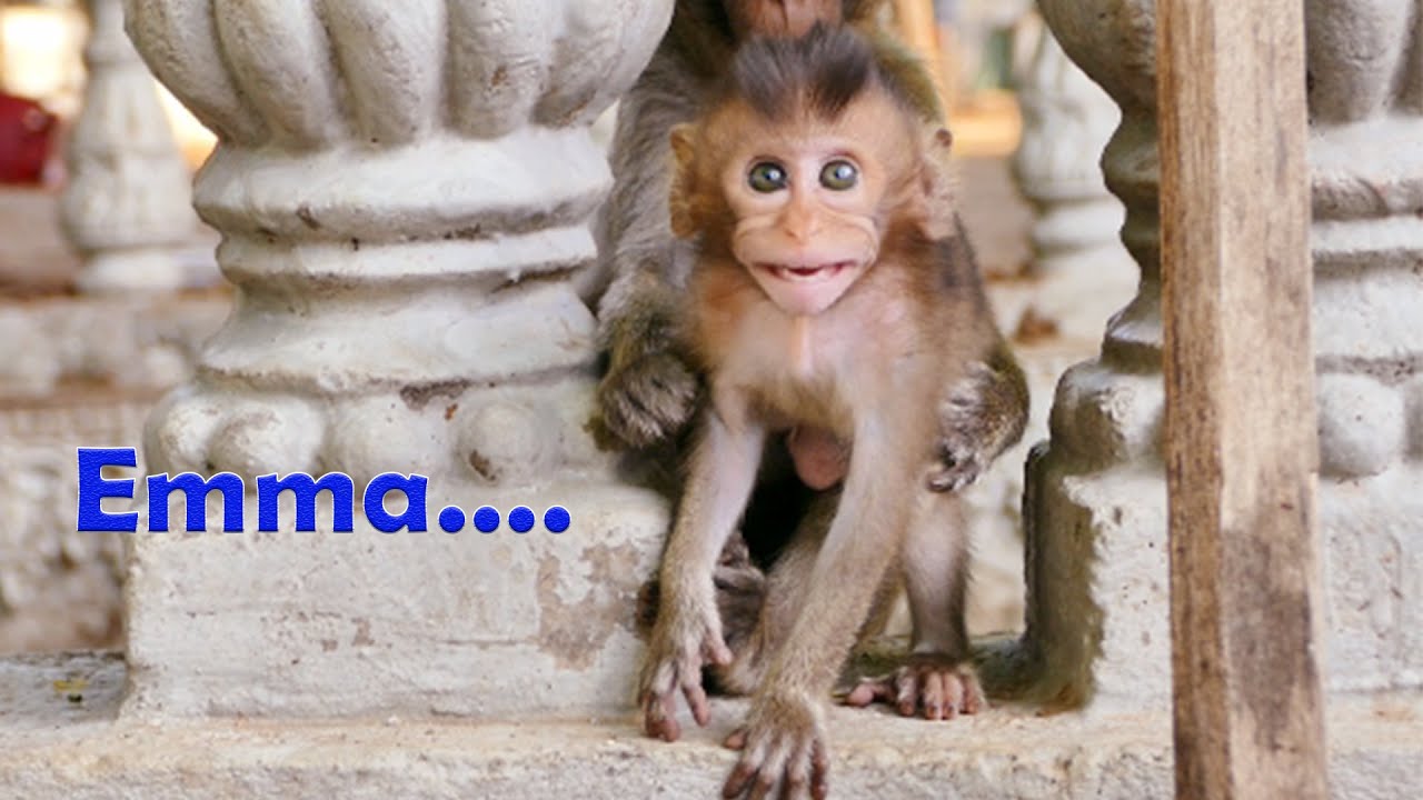 Fearful Little Emma...Baby Monkey Emma Monkey Rushing To Ride On Mommy's Back And Helping Her
