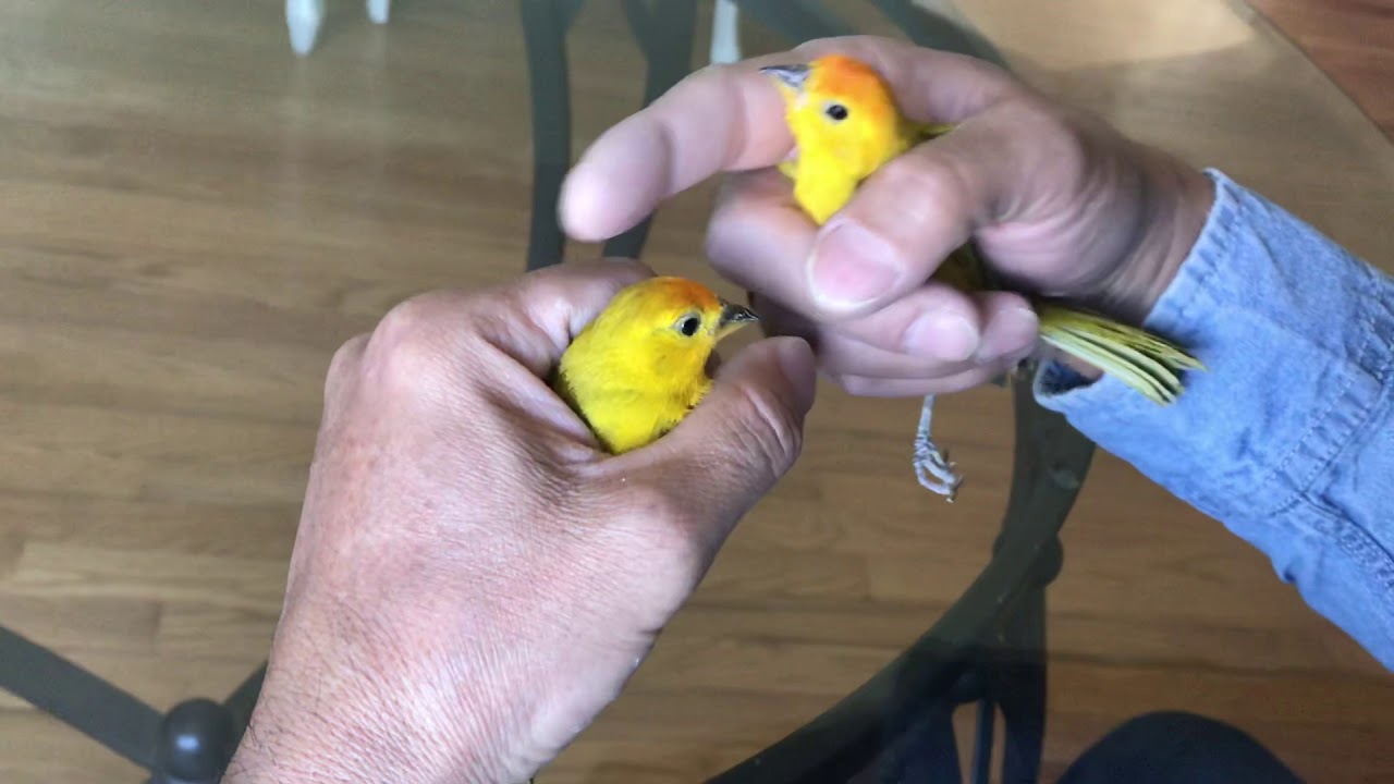 Saffron finch,Canario criollo.