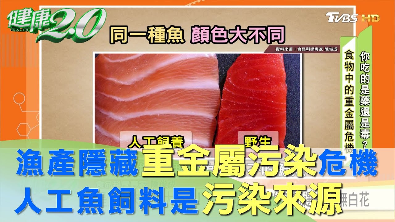 漁產隱藏重金屬污染危機？ 人工飼養魚飼料是受污染來源 健康2.0