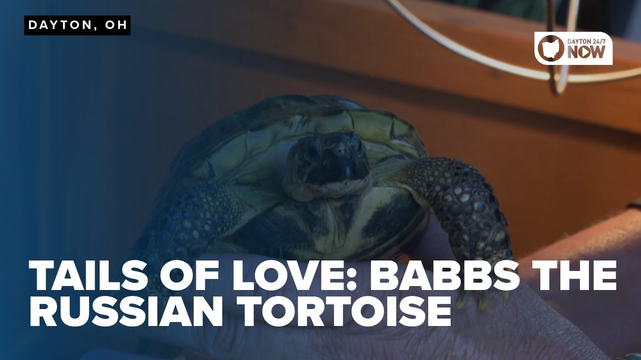 Tails of Love: Babbs the Russian Tortoise