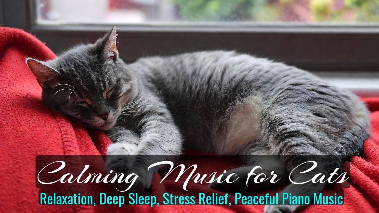 LIVE Cute Sleeping Cats for Stress Free Mind 💤 | Season 39
