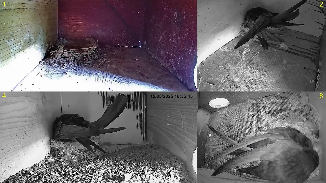 Rorýs obecný (Apus apus) Common swift nest box live 2025