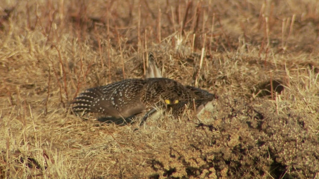 Sharp-Tailed Grouse Mating Dance on a Lek