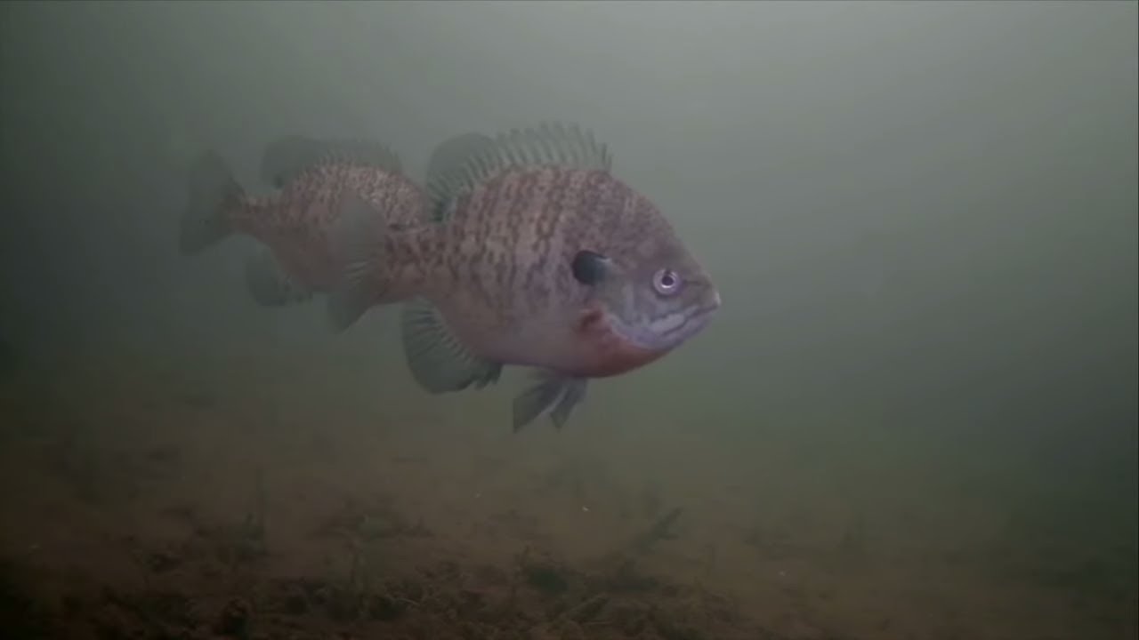 Beaver Tail for Bait w/ the Underwater Camera!