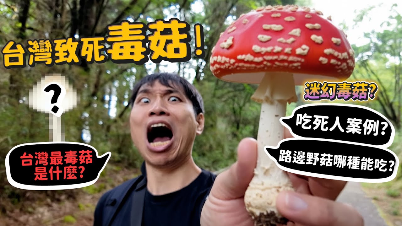 【從零開始養】台灣致死毒菇!10種毒菇介紹!毒菇路邊有?第二高山大雪山尋毒菇?迷幻?拉肚子?路邊野菇能吃嗎?【許伯簡芝】