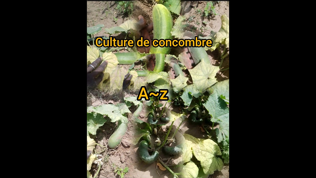 culture de concombre