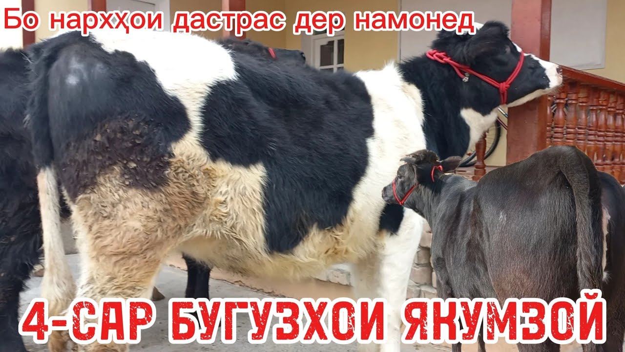 4-сар Бугузхои Якумзой бо нархи дастрас ба фуруш бпромад имруз дер намонед