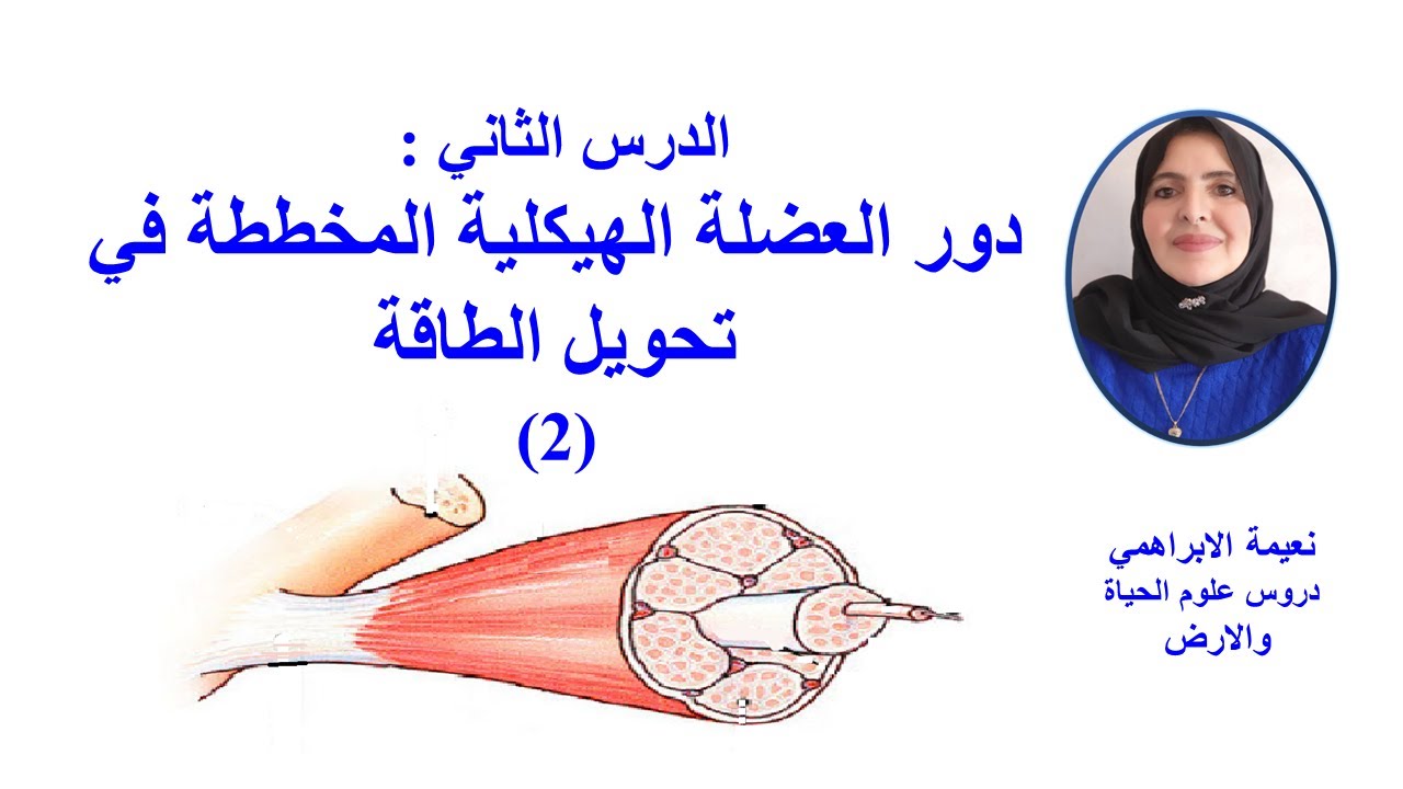 دور العضلة الهيكلية المخططة في تحويل الطاقة(2) 2   Bac SVT et PC