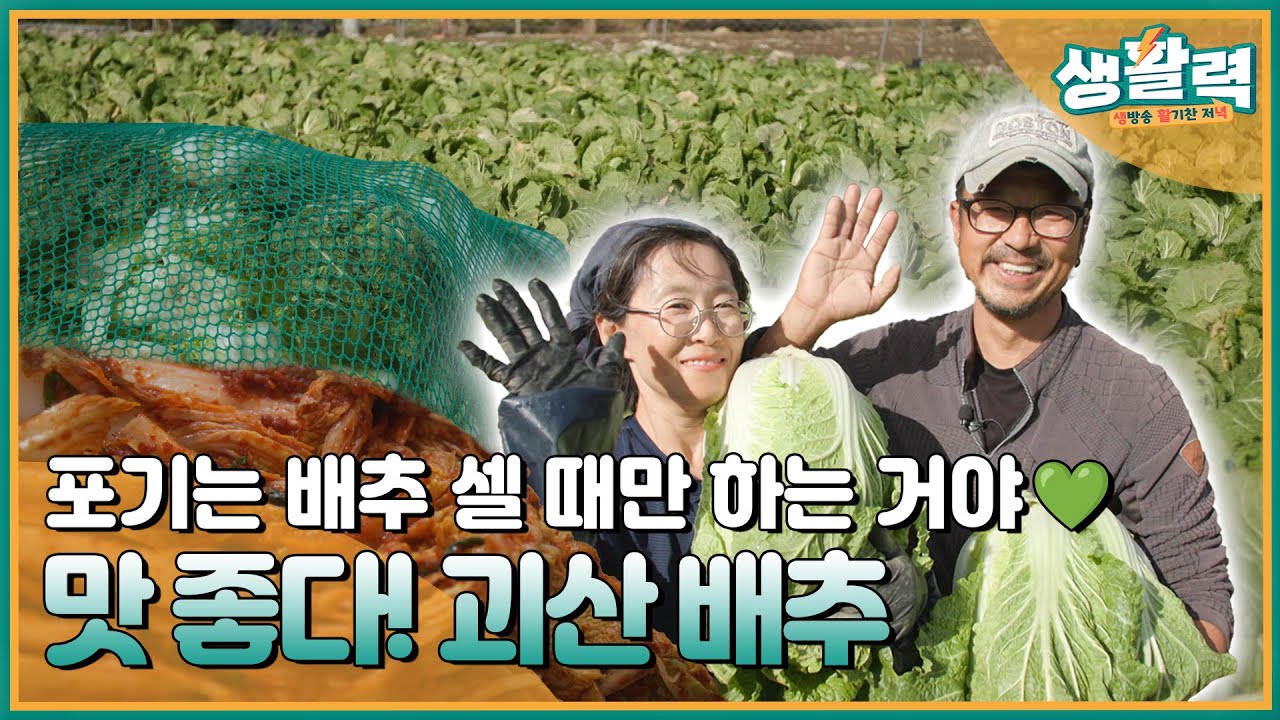 괴산 배추 절임 정도가 이븐하거덩요 ㅣMBC충북ㅣ241126