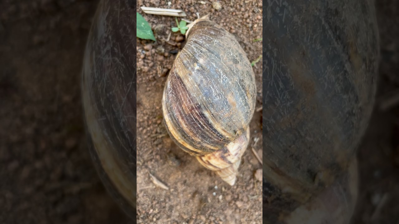 This must have been a big snail 🐌 #shorts #youtubeshorts #short #snail #viral