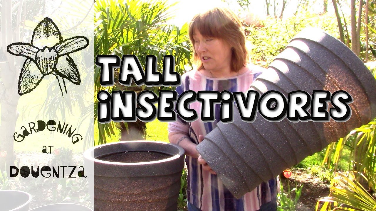 Insect Eaters in Tall Planters & Dividing Sarracenia leucophylla