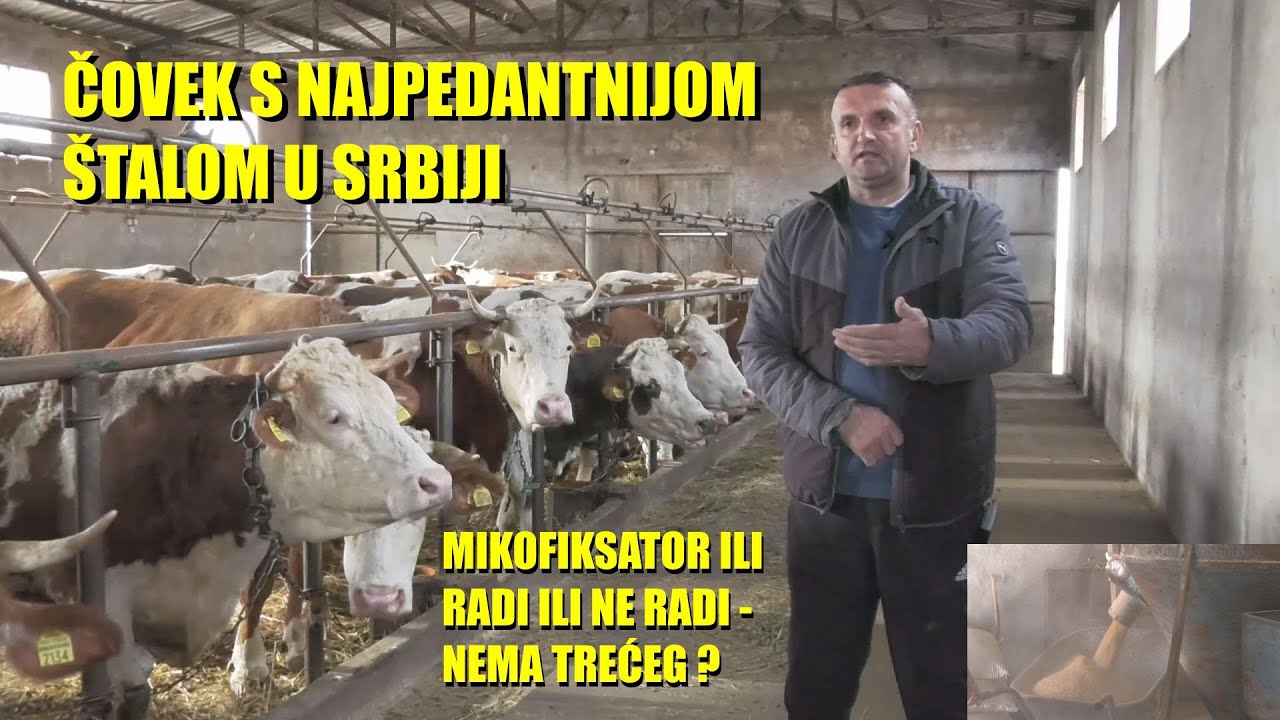EVO  kako se proizvodi mleko u Srbiji - PEDANTNO - rešenje AFLATOKSINA - farmeri REŠILI PROBLEM