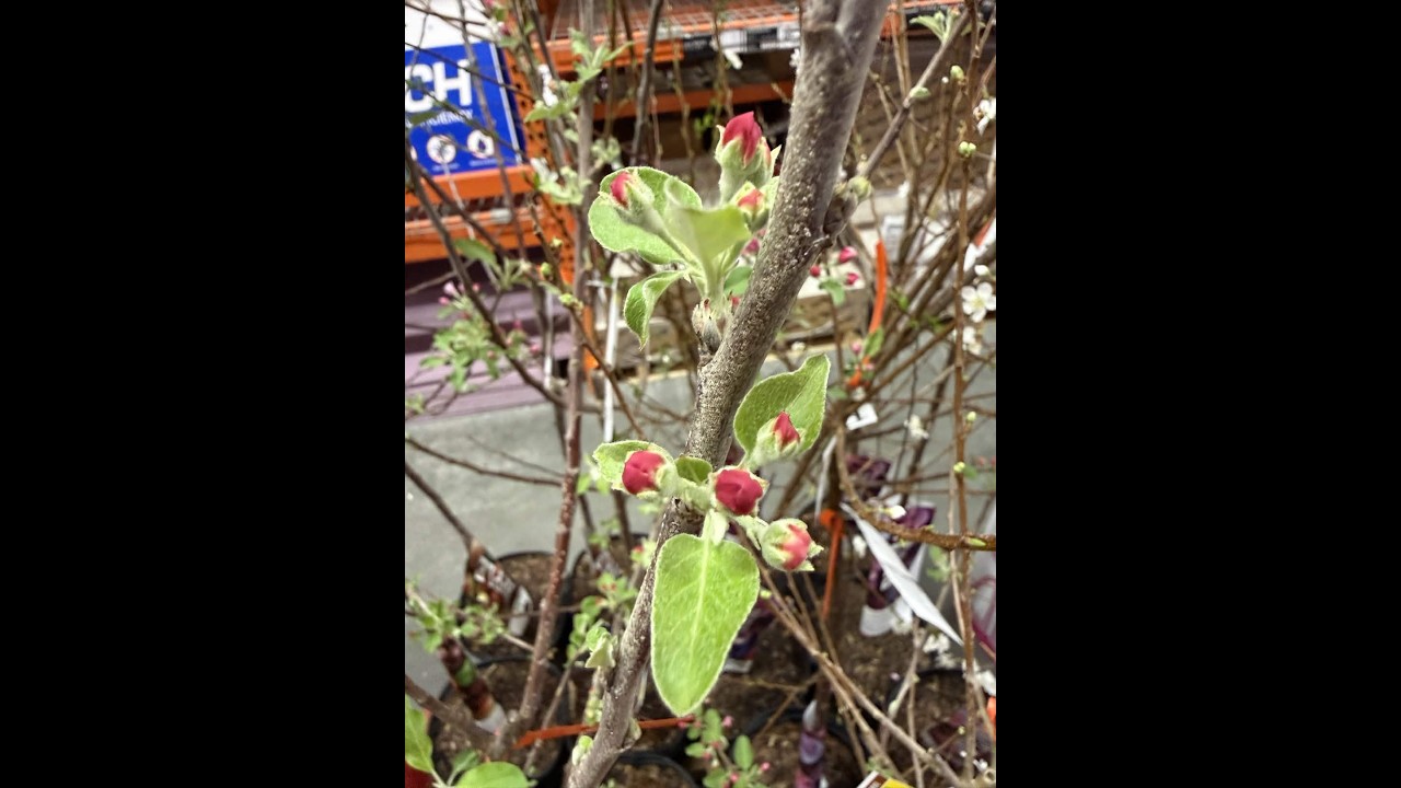 League with L8on Episode 52