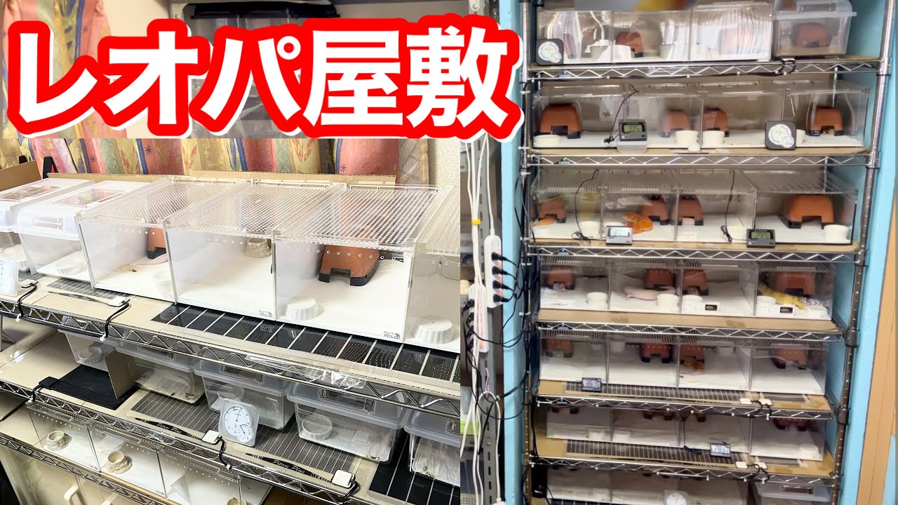 1500匹以上のレオパを育てた元祖ブリーダーの部屋が凄すぎる…‼︎‼︎