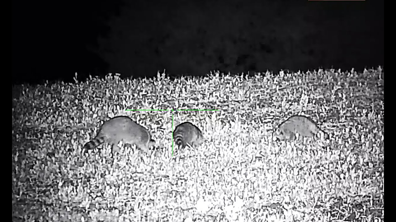 Polowanie na szopy TOP - 10 - Raccoon hunting TOP - 10 - 53/2025