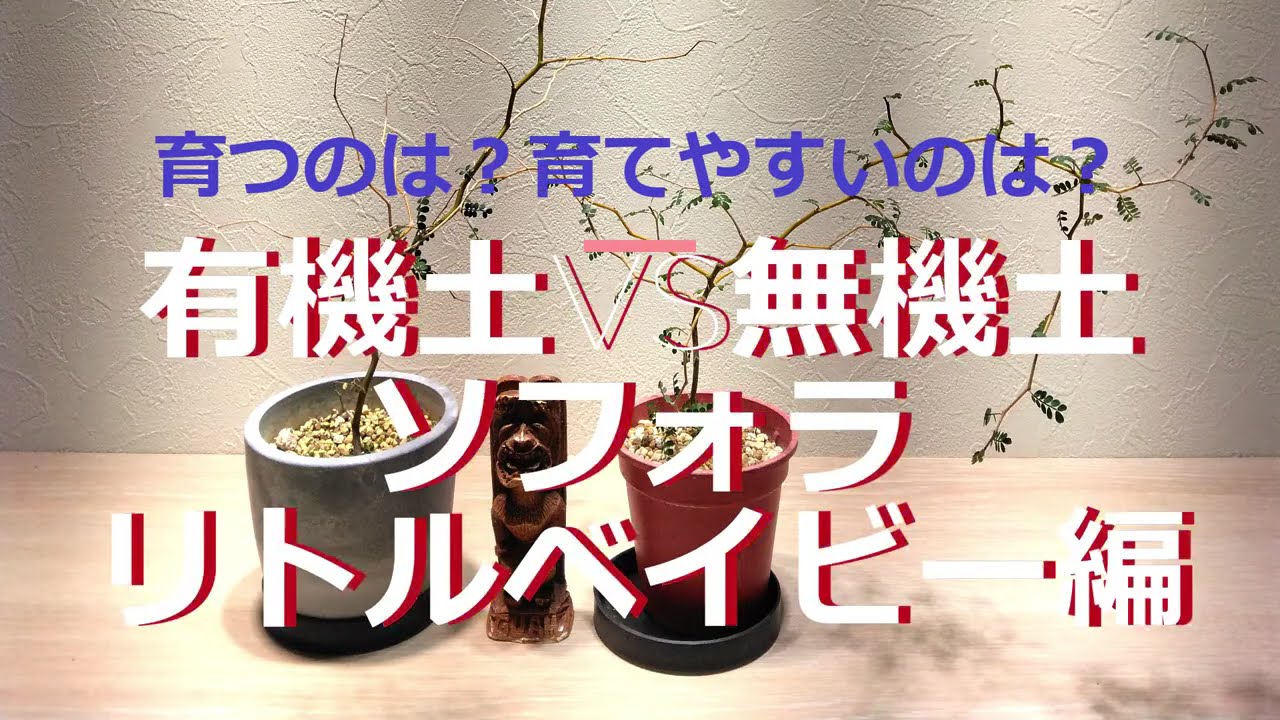 土対決「有機」「無機」（ソフォラリトルベイビー）