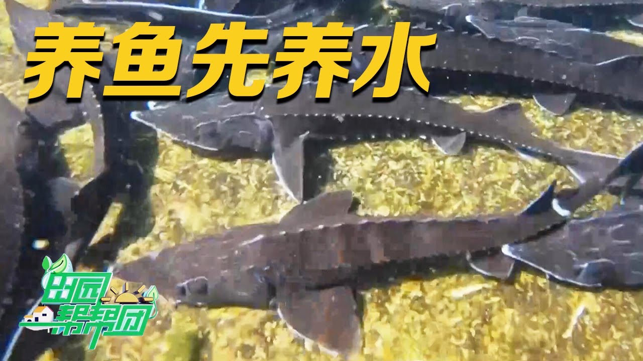 她养的鲟鱼总是吃不饱，原来问题出在水里！解锁鲟鱼的养殖窍门，什么样的养鱼方式才能让鱼长得快？丨「田园帮帮团」20230607