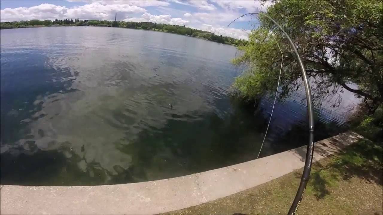 silure en direct lac de Créteil