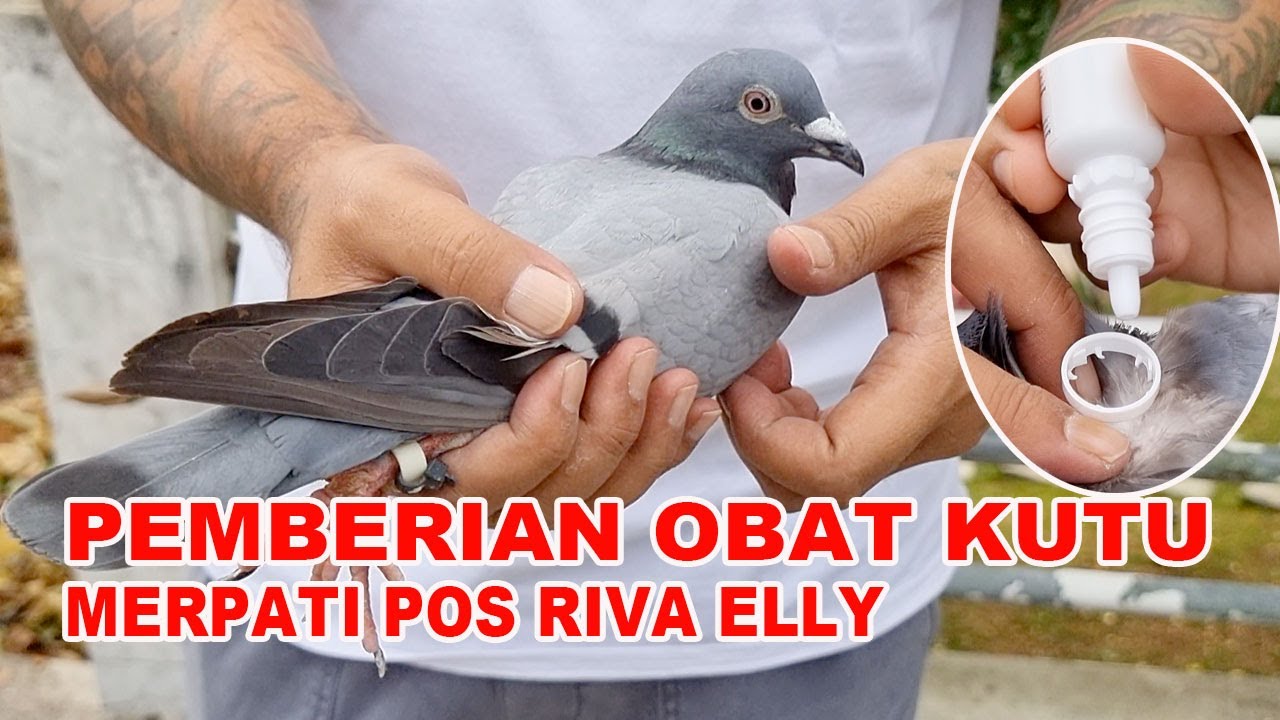 Pemberian Obat Kutu Di Merpati Pos Riva Elly RVNS Loft