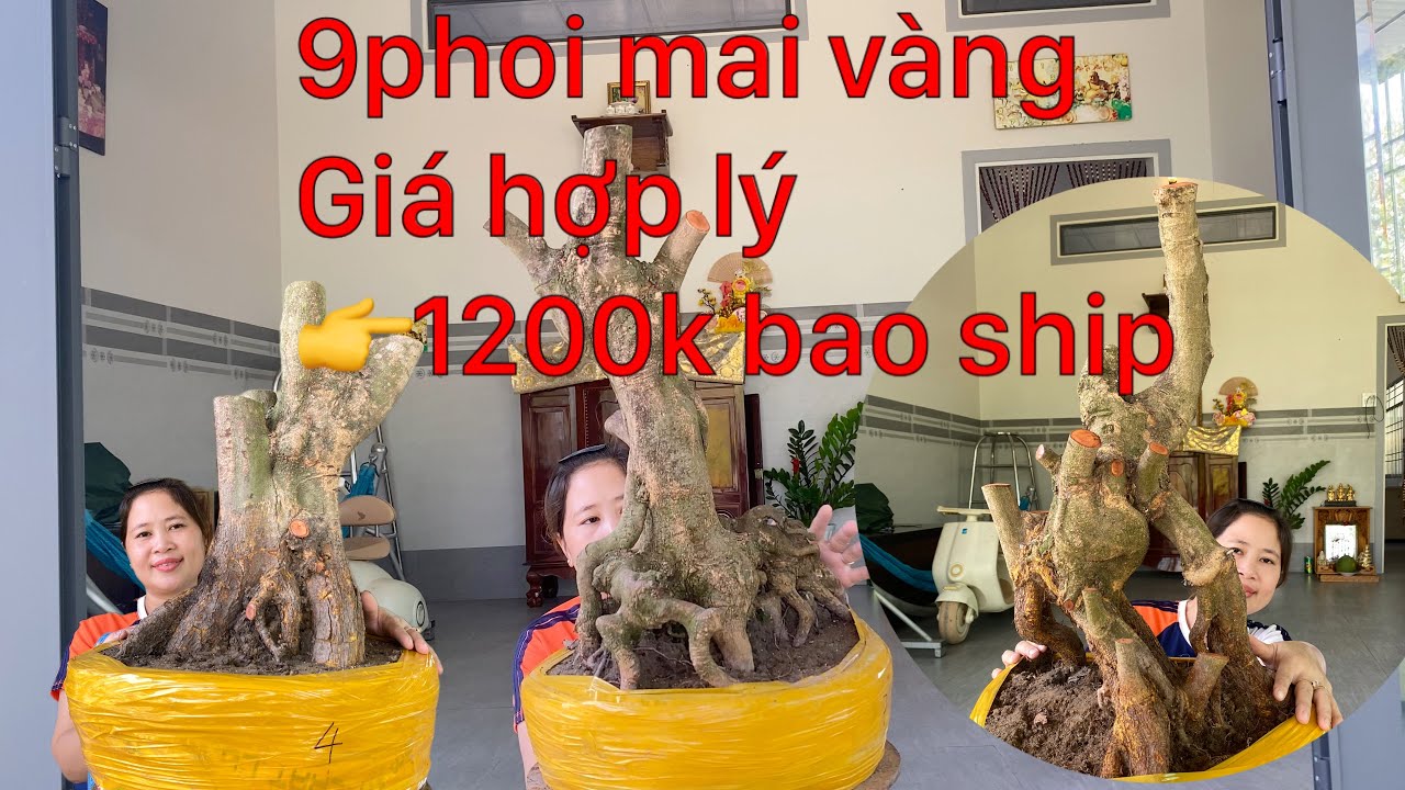 15-3-2026 giao lưu 9phoi mai vàng bonsai giá hợp lý chỉ từ 1200k.lh ☎️0972666608