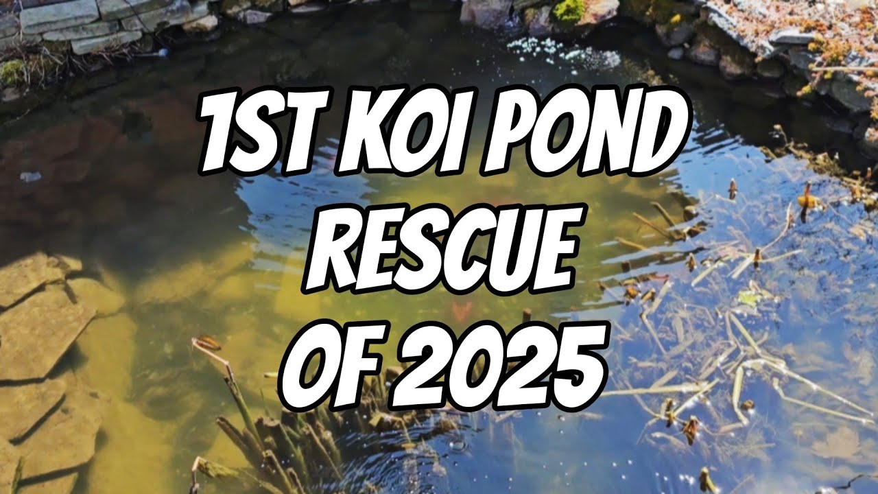 1st Koi Pond Rescue of 2025