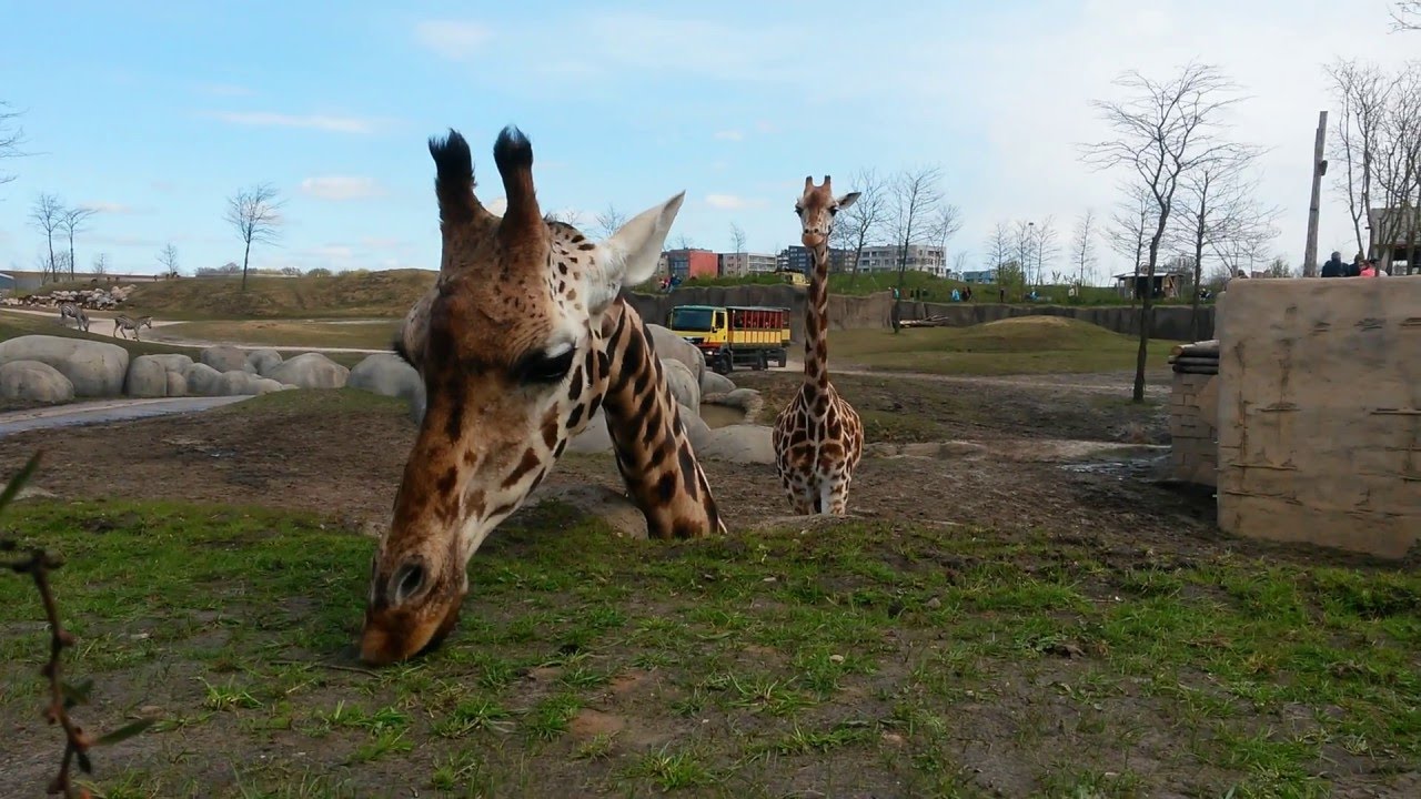 Giraffe in Wildlands, de nieuwe dierentuin Emmen