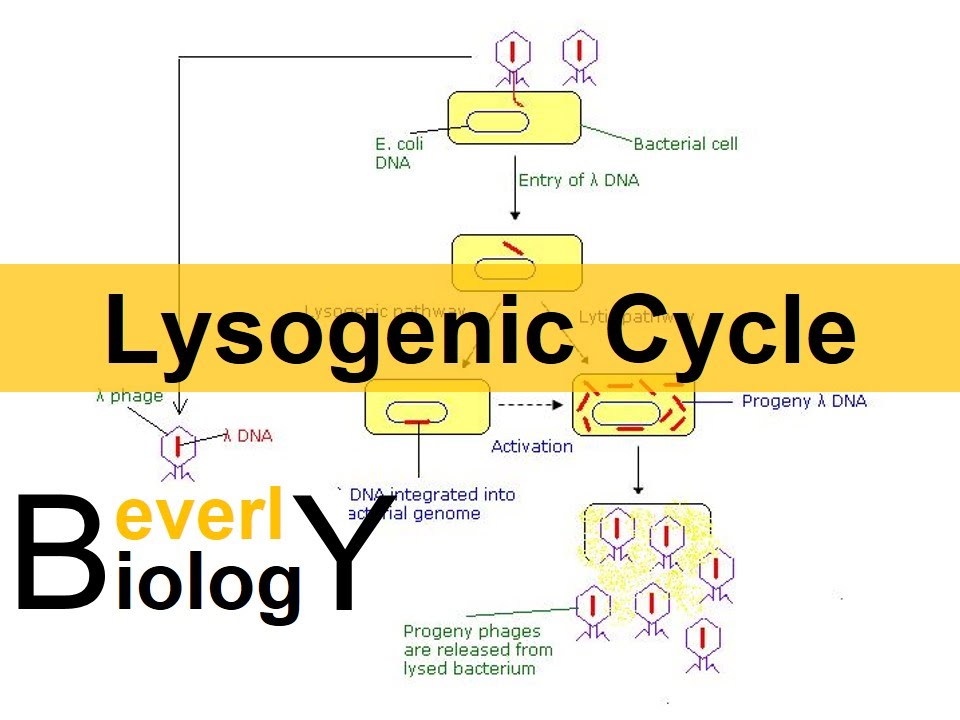 Lysogenic Cycle