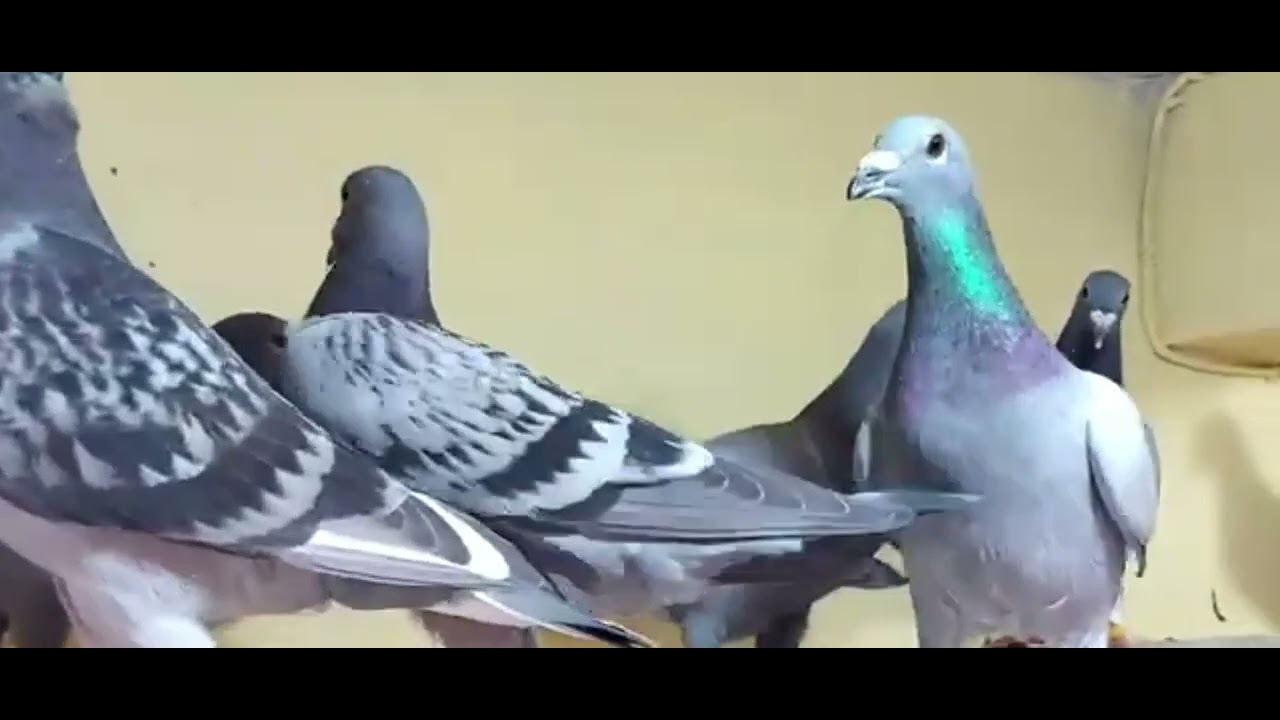 New# racer# pigeon 🔥❤️❤️ Hs official 