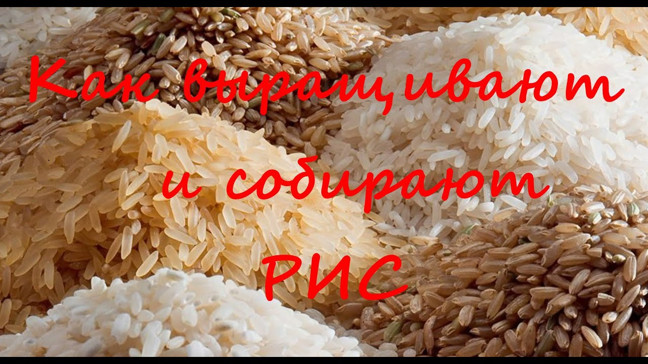 Как выращивают и собирают РИС
