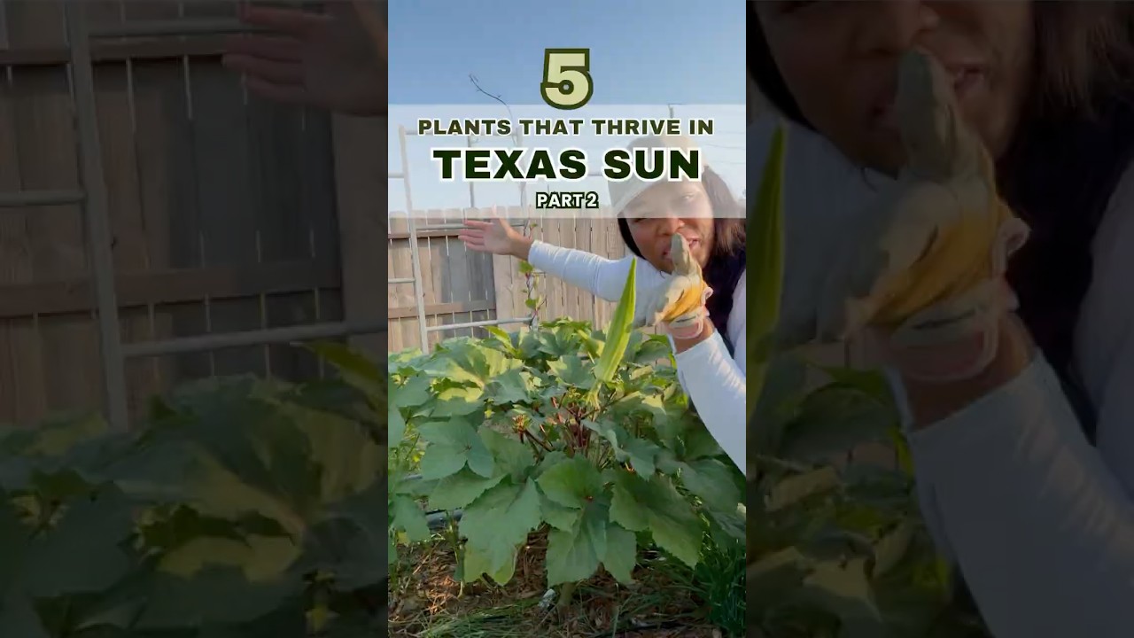 5 Heat Tolerant Plants That Thrive in Texas Heat
