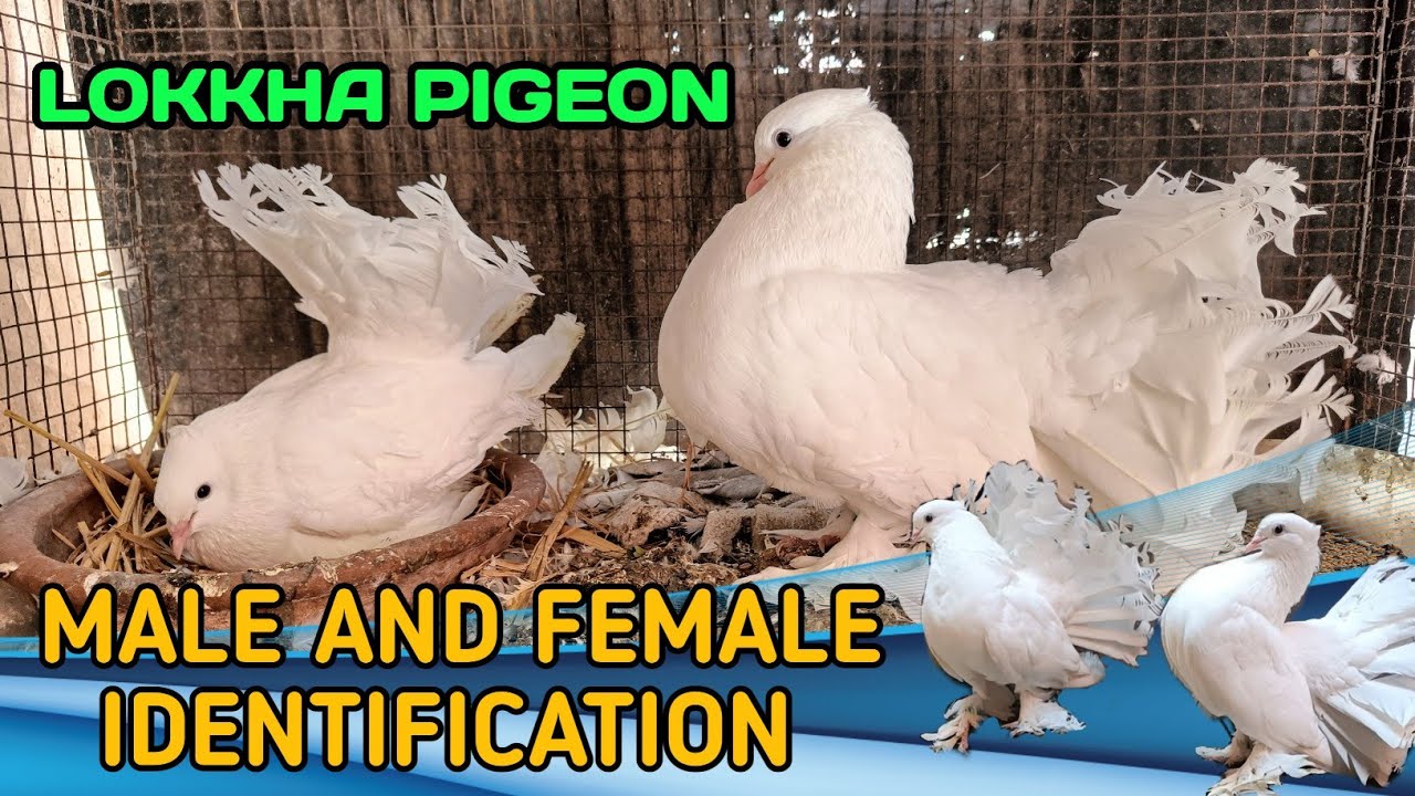 HOW TO IDENTIFY MALE AND FEMALE LOKKHA PIGEON | Indian Fantail Male Female Identify |