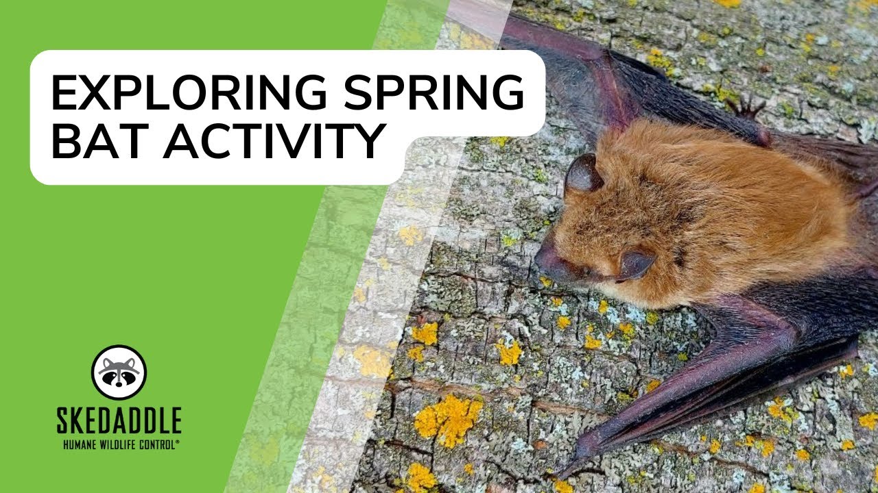 Exploring Spring Bat Activity With Skedaddle Humane Wildlife Control