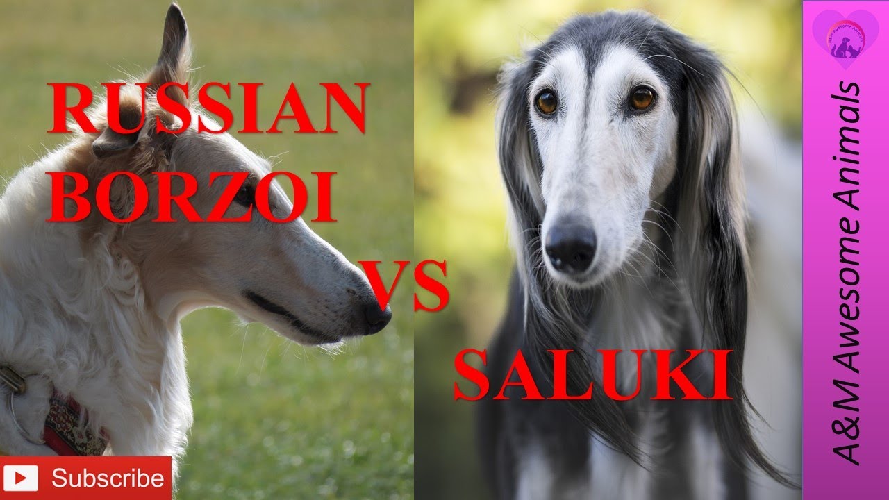 Russian Borzoi vs Saluki