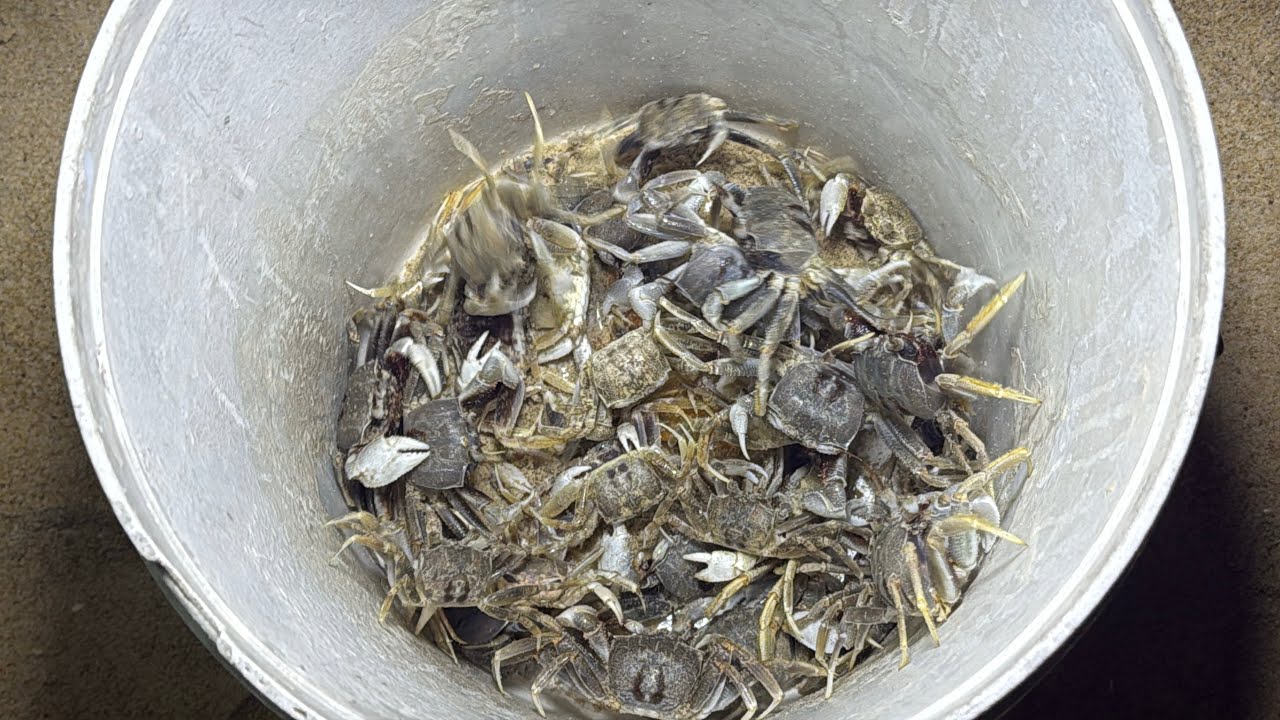 Tối mồng 2 tết đi bắt còn còn biển (P1)