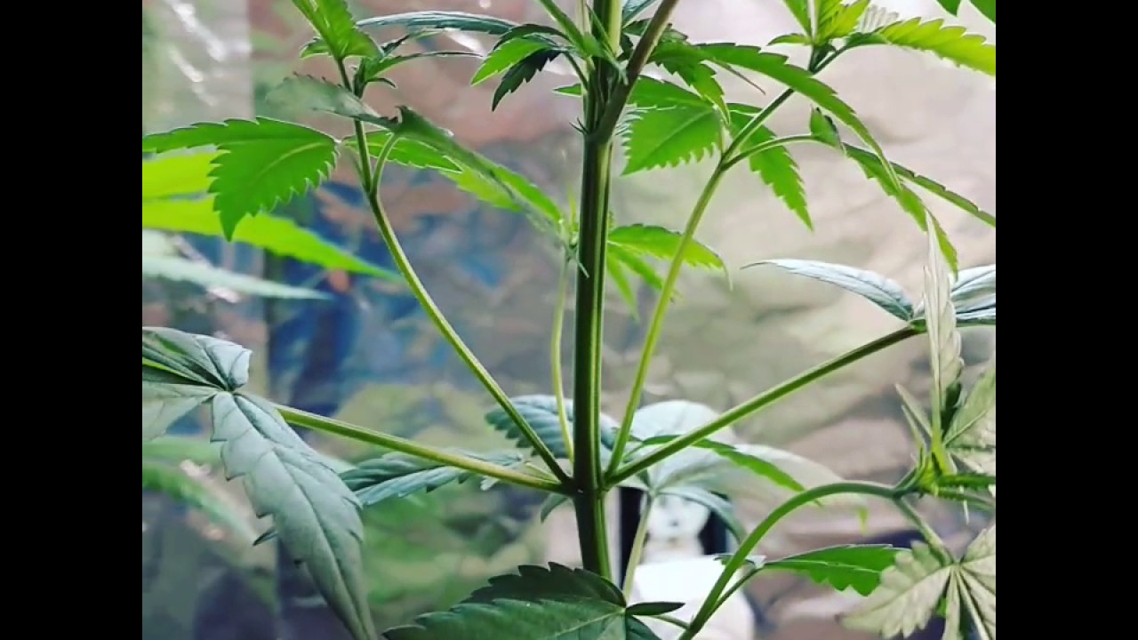 Bagseed Cannabis grow cfl lights