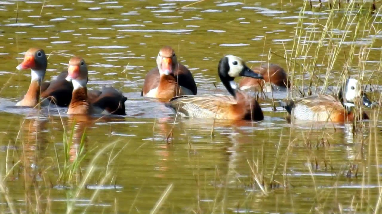 MARRECA-CABOCLA flagrante (DENDROCYGNA AUTUMNALIS), BLACK-BELLIED WHISTLING-DUCK, PATURI, IRERÊ.