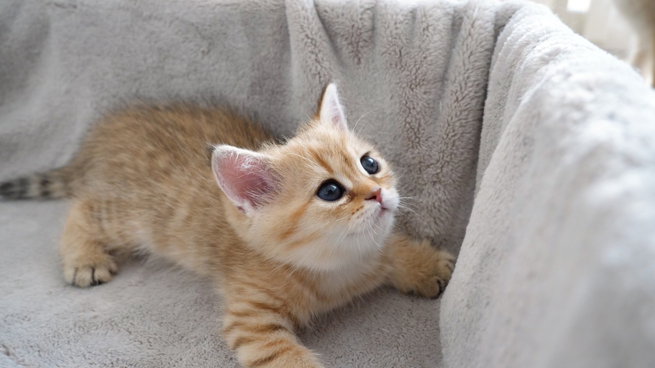 Here is a kitten that falls asleep as soon as it is petted by its owner...