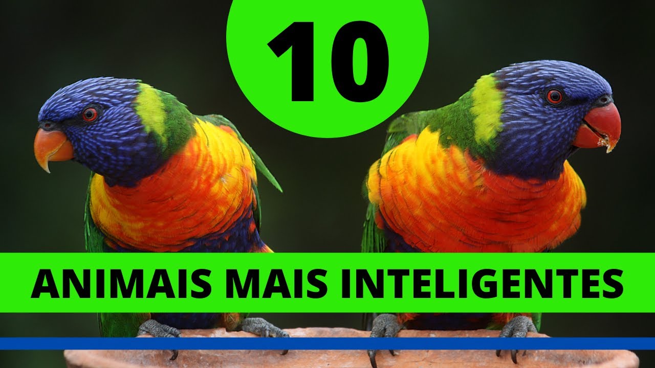 10 ANIMAIS MAIS INTELIGENTES DO MUNDO