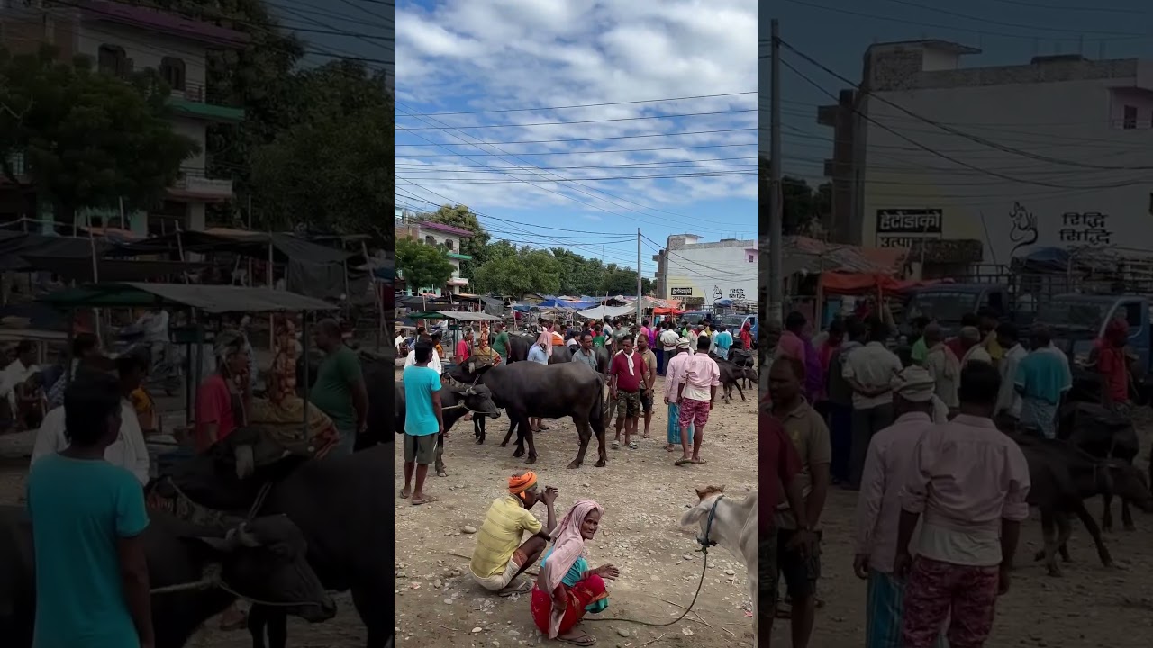 Barahathawa #barahathawamunicipality #vlog #ranjandasvlog #ranjandasnepal