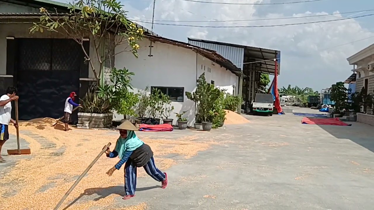 Jagung, Peluang Bisnis yang Untung