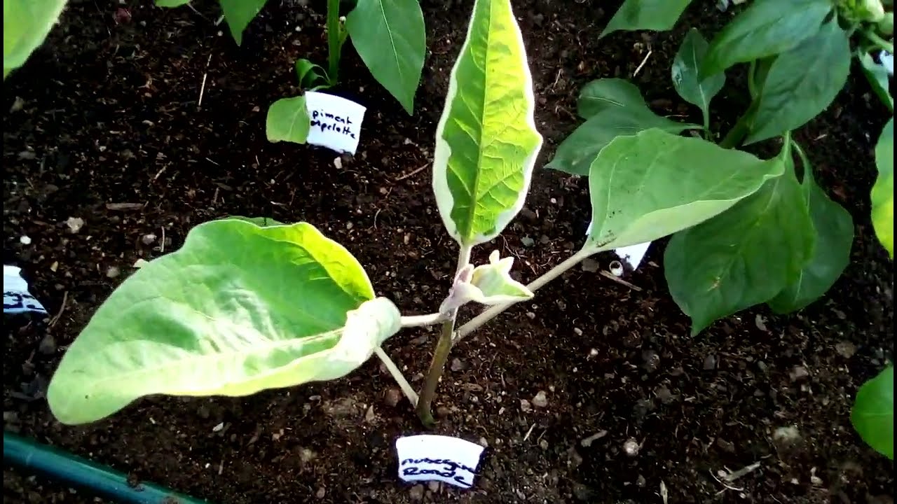 POTAGER 2022 -  SUPERBE EVOLUTION DES SERRES A TOMATES -  Vidéo différée