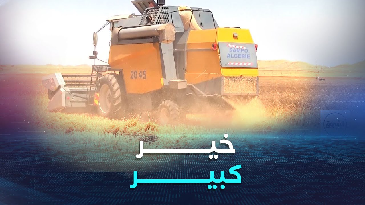 غرداية | انطلاق موسم الحصاد والدرس ببلدية منصورة وسط تطلعات بإنتاج وفير للحبوب بمختلف أنواعها
