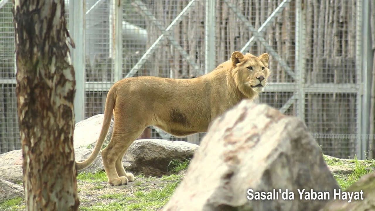 Sasalı Aslan Belgeseli