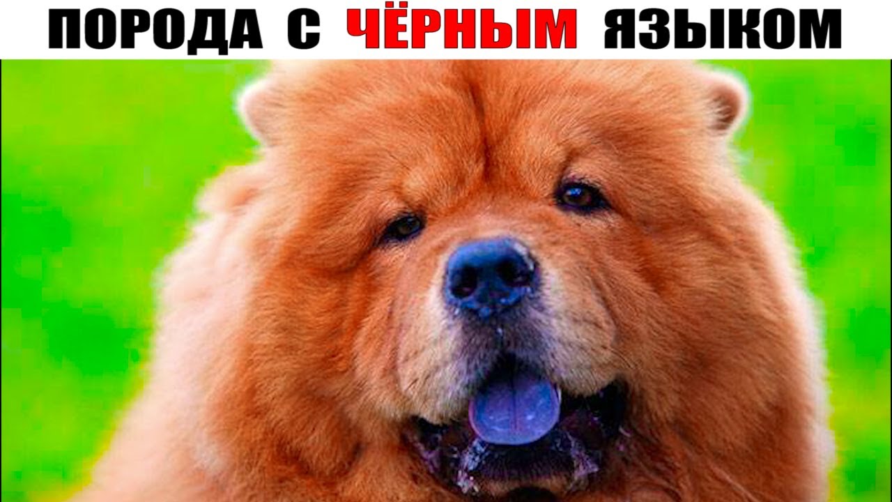 ЧАУ-ЧАУ &ndash; Всё о породе. Боевой пёс с плюшевой внешностью!