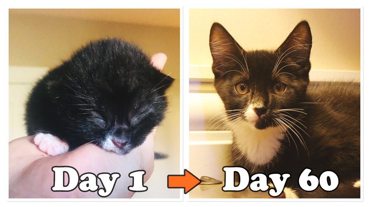 Day 1 to 60: Growing Up Newborn tuxedo Kitten Coco l CrazyCatish